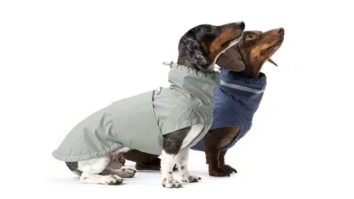 جالب ترین لباس گرم برای سگ های دوست داشتنی
