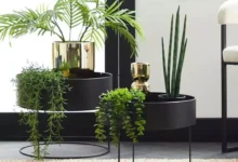قشنگ ترین گیاهان آپارتمانی دکوراتیو 2024